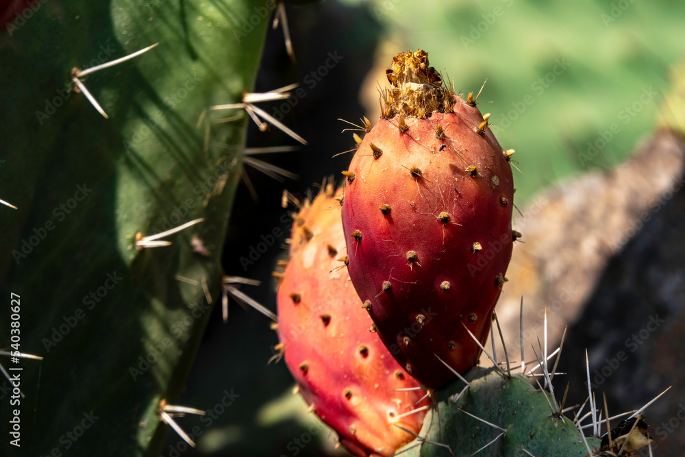 Prickly pear cactus close-up with ripe prickly fruit, opuntia cactus spines. Israel Prickly pear cactus close-up with ripe prickly fruit, opuntia cactus spines. Israel