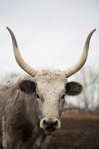 Closeup vertical portrait of white cow with long horns in shades of grey somewhere in the country.
