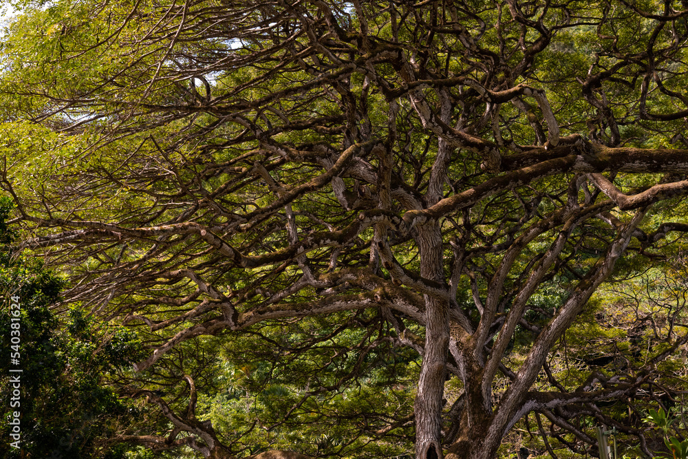 Fototapeta premium Rainforest canopy views on Oahu, Hawaii with beautiful pattern and nature views.