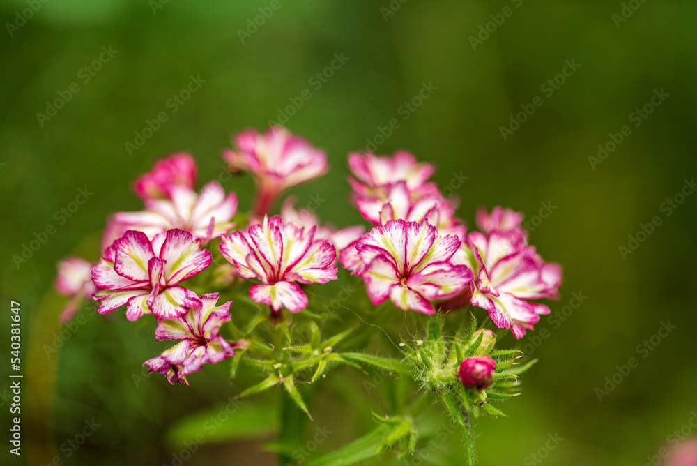 Bright pink and white Phlox drummond Bright pink and white Phlox drummond