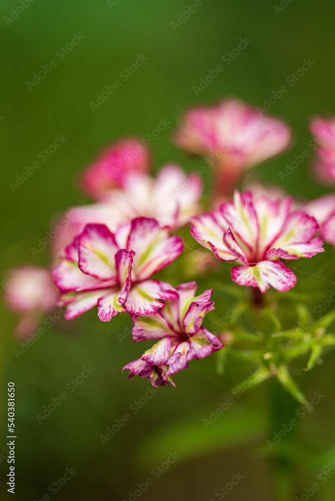 Bright pink and white Phlox drummond