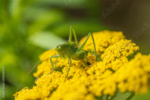 green grasshopper on the yarrow