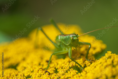 green grasshopper on the yarrow