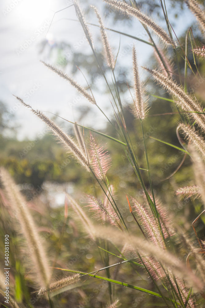 a shrub or clump of shrubs with stems of moderate length. a shrub or clump of shrubs with stems of moderate length.