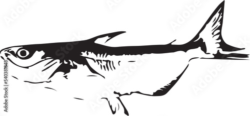 American blue catfish vector logo illustration