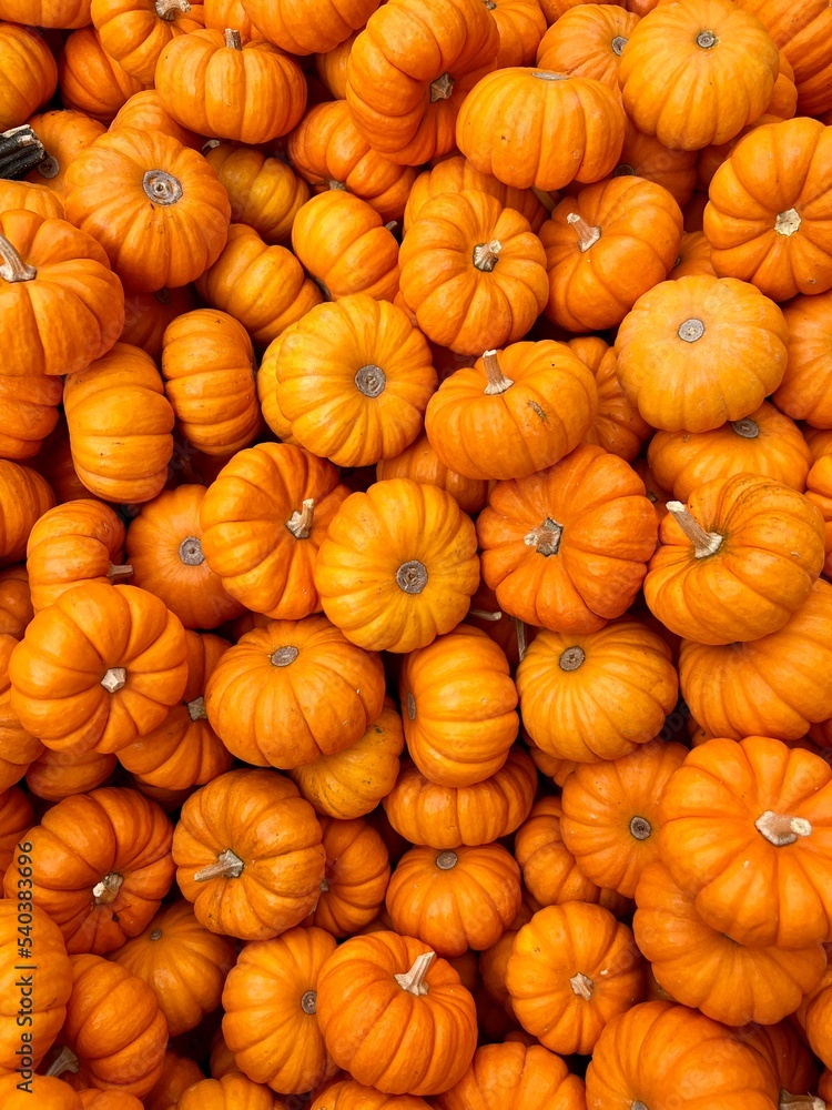 Assortment of pumpkins and gourds displayed at a pumpkin patch for Halloween Assortment of pumpkins and gourds displayed at a pumpkin patch for Halloween