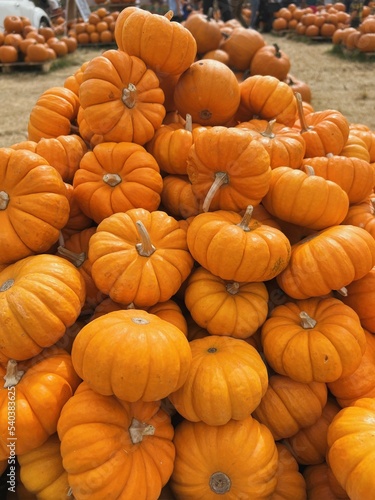 Assortment of pumpkins and gourds displayed at a pumpkin patch for Halloween