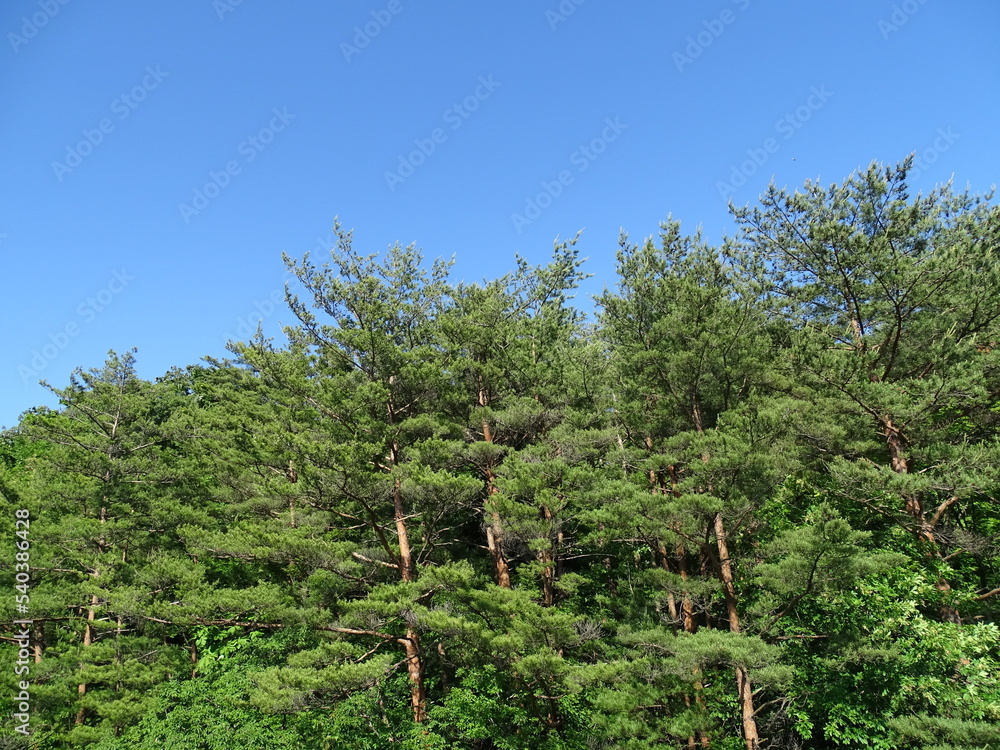 Fototapeta premium 青空と松林