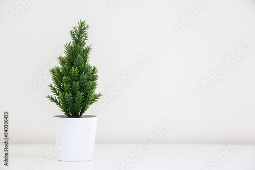 A single small evergreen Christmas tree plant (spruce tree) decorating white background, copy space on right