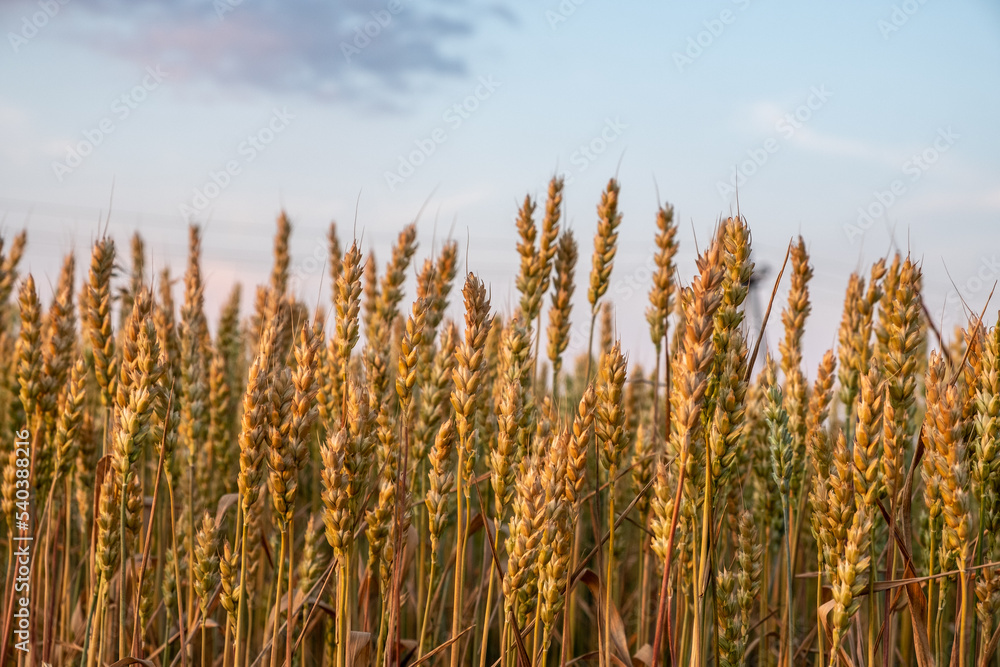 View of growing agricultural crops. Wheat, cereal plants, on the farm. Sunny day. Summer. View of growing agricultural crops. Wheat, cereal plants, on the farm. Sunny day. Summer.
