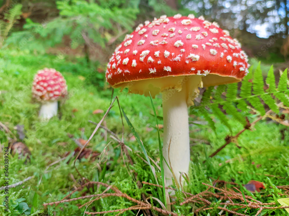 Fly agaric mushroom at the forest. Close up. Fly agaric mushroom at the forest. Close up.