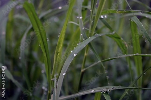 green grass with raindrops in the morning