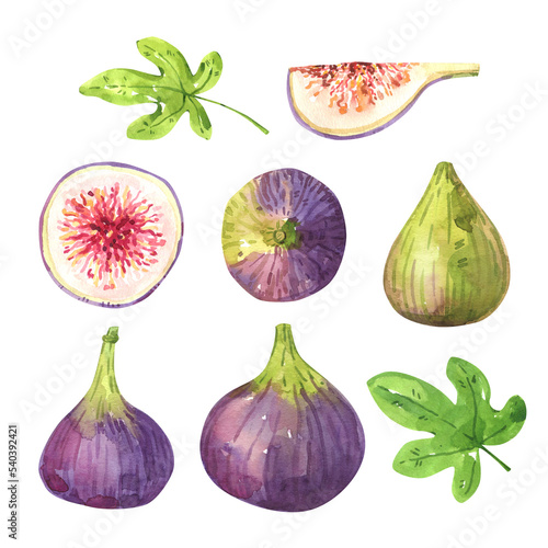 Fig fruits watercolor illustration set
