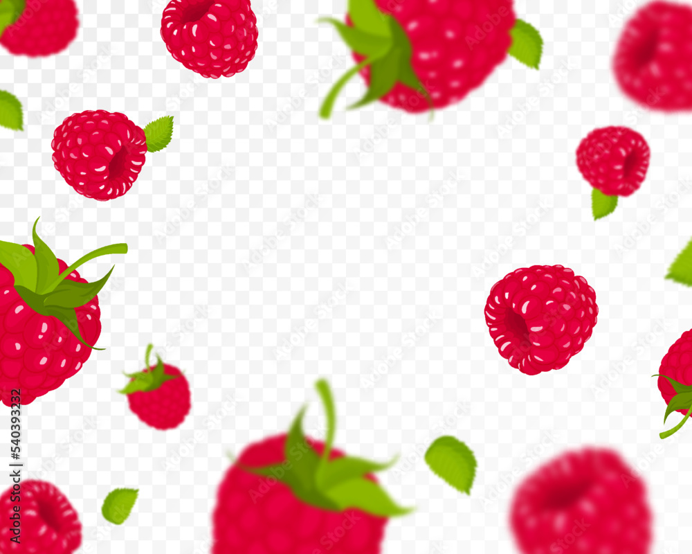 Raspberry background. Flying raspberry with green leaf on transparent background. Raspberry falling from different angles. Focused and blurry objects. Flat cartoon vector.