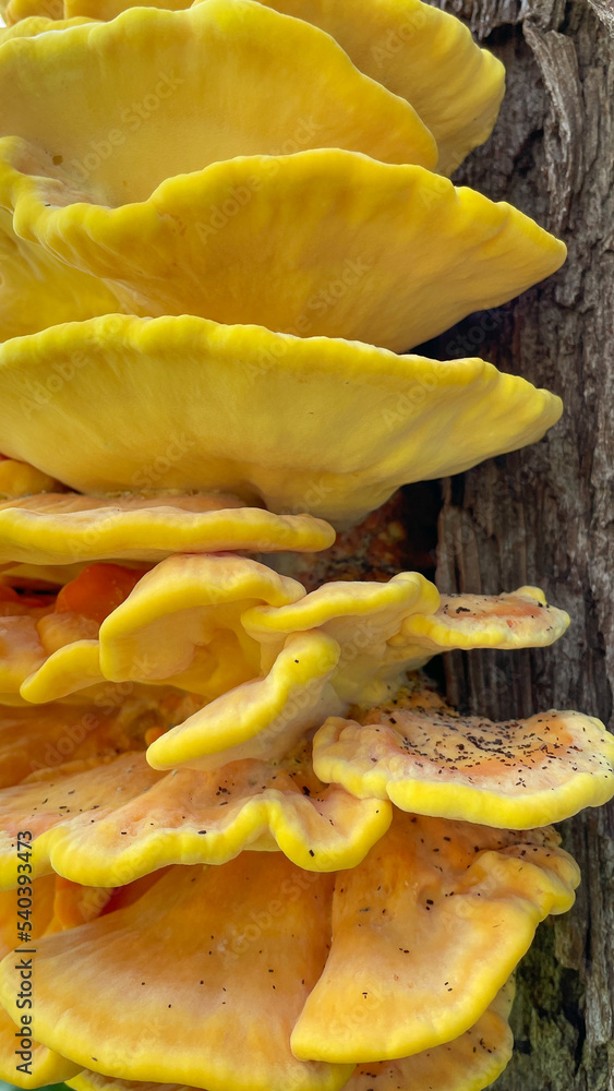 A bright orange sulpher shelf fungus close up. Laetiporus Sulphureus Bracket Fungus growing on a