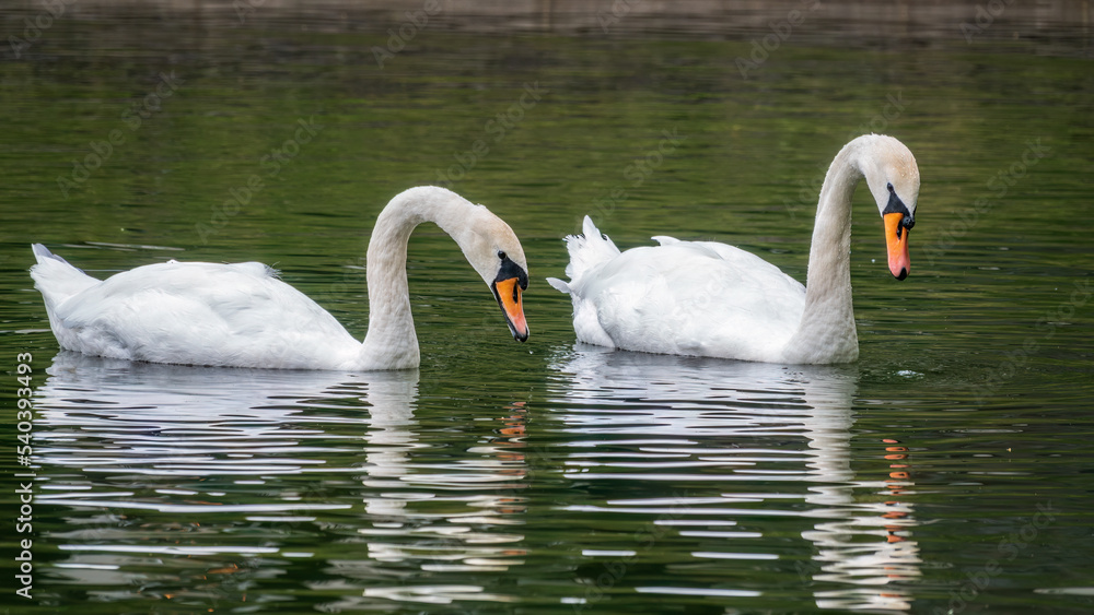 Fototapeta premium Two graceful white swans swim in the dark water.