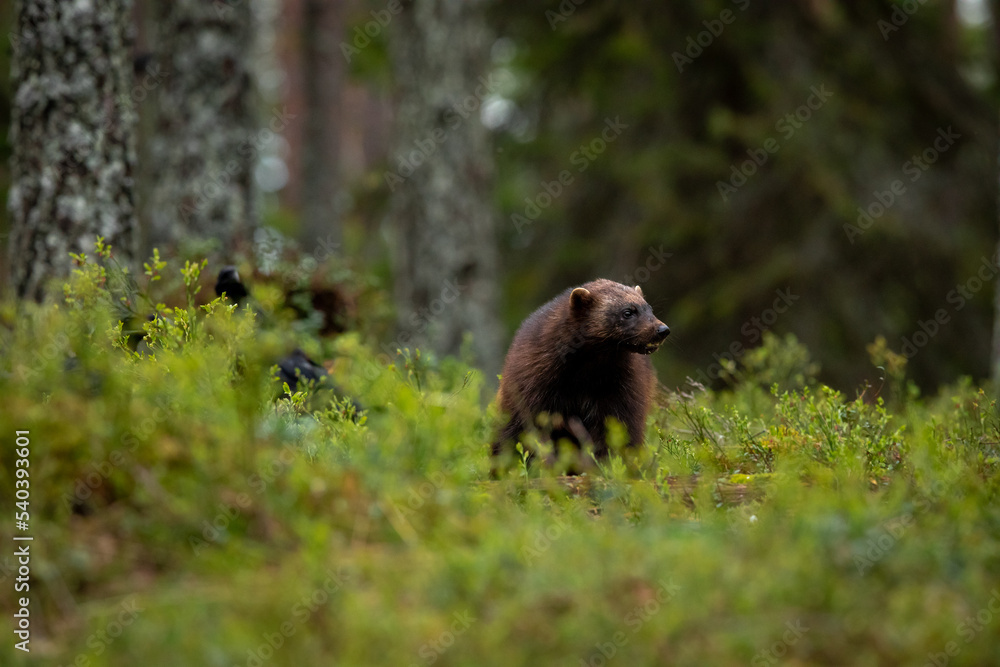 Fototapeta premium Wolverine in forest