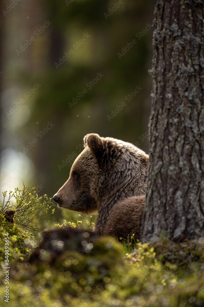 Fototapeta premium Brown bear in back light