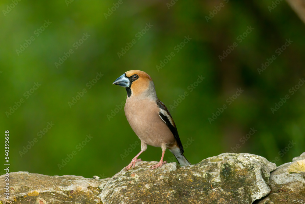 Adult Hawfinch sitting on the edge of water Adult Hawfinch sitting on the edge of water