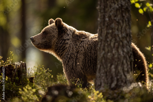 Brown bear in back light
