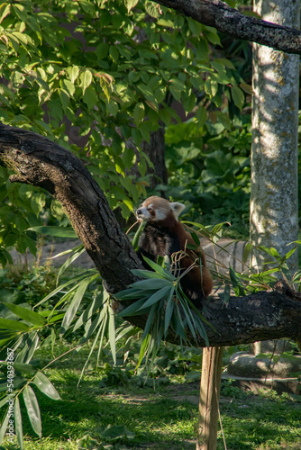 red panda