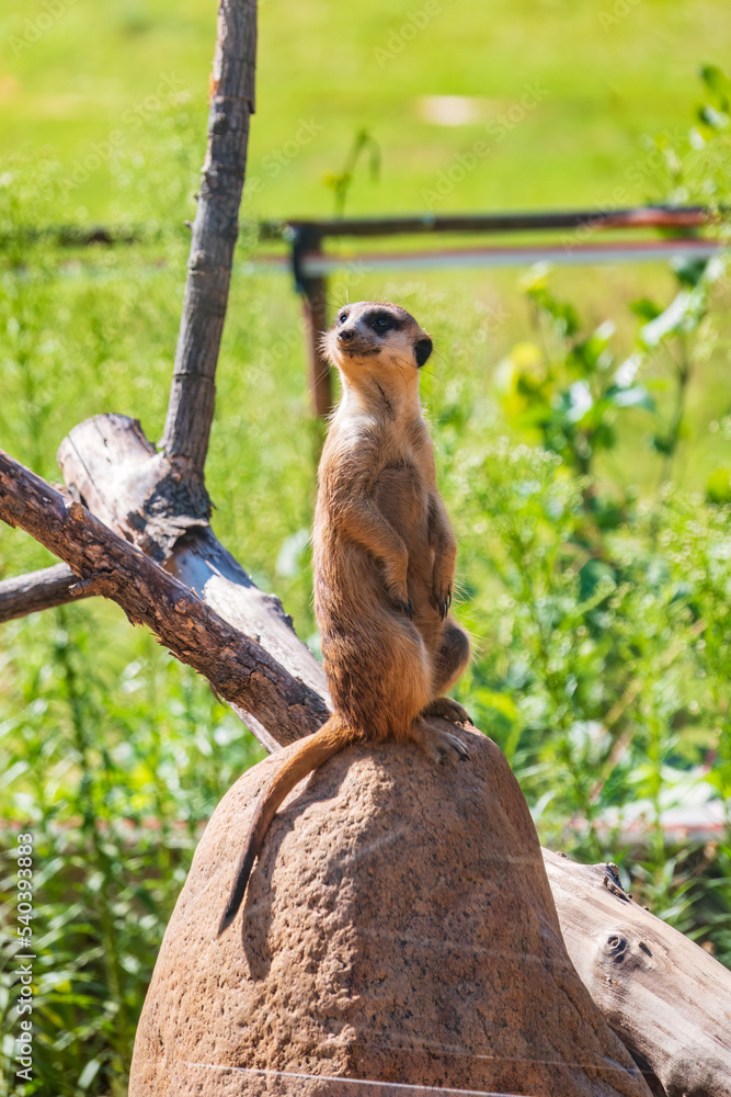Fototapeta premium Meerkat, Suricata suricatta, on hind legs. Portrait of meerkat standing on hind legs with alert expression. Portrait of a funny meerkat sitting on its hind legs.