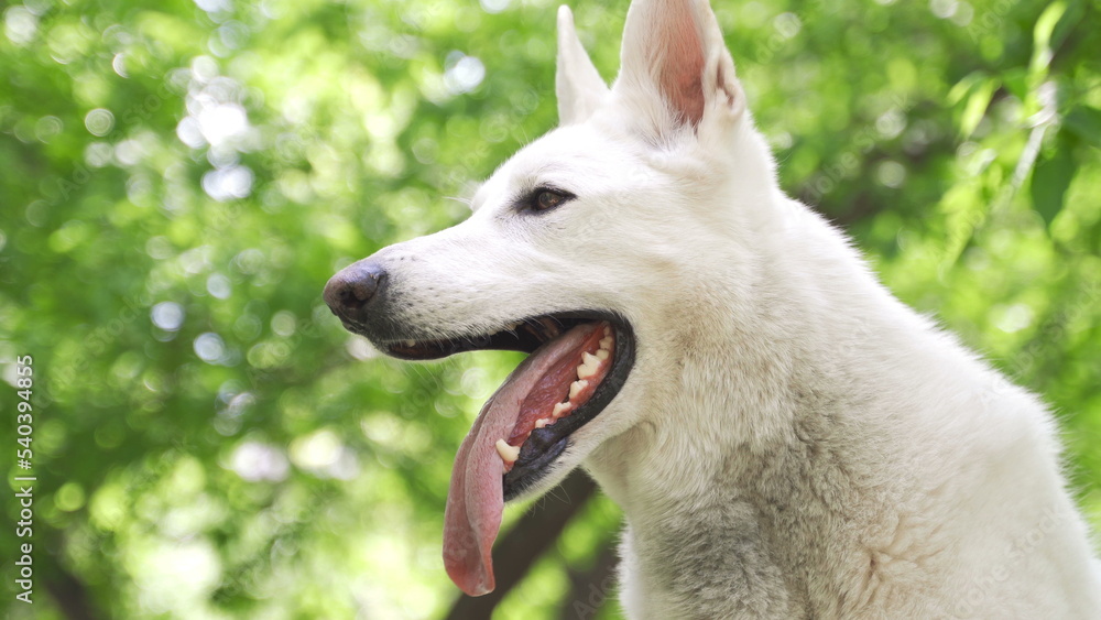 Obraz premium A white Swiss shepherd sticks out its tongue and is breathing heavily. Dog in the park on a background of greeneryTrees background. Funny dog.