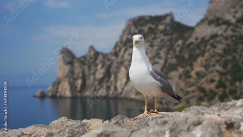 Funny sea gull stands on a stone against the background of the sea coast, looks at the camera