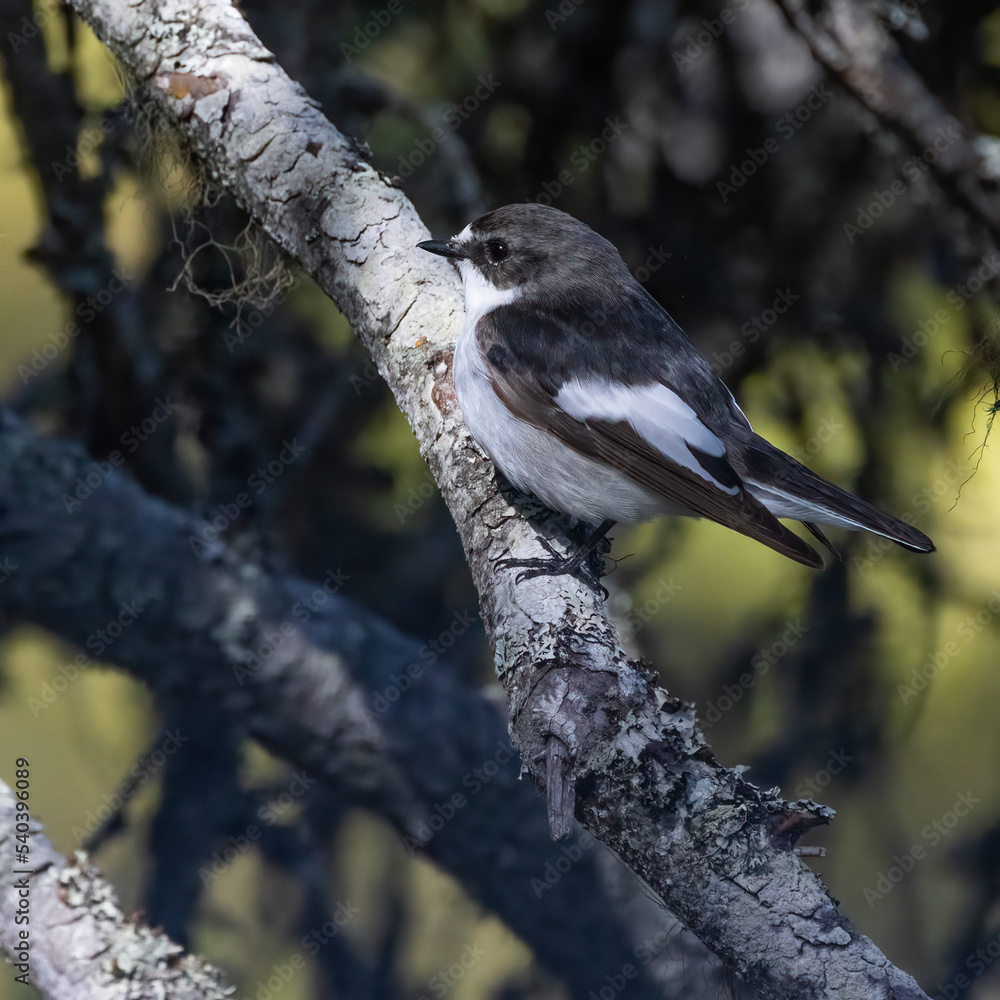 Naklejka premium European pied flycatcher