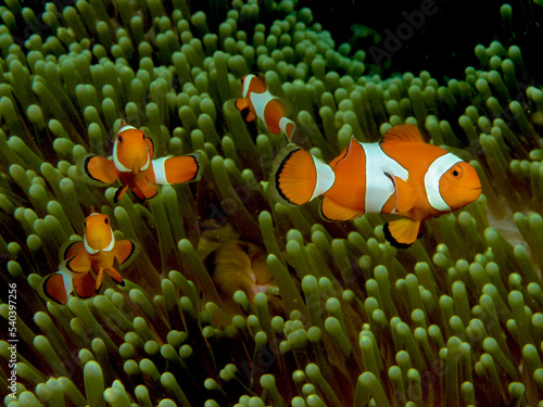 Family of anemonefish