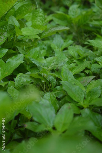 background of green leaves of wild plants in the garden