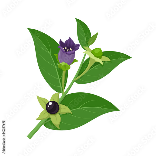 Vector illustration, Belladonna, which has another name Atropa belladonna or nightshade, isolated on white background. photo