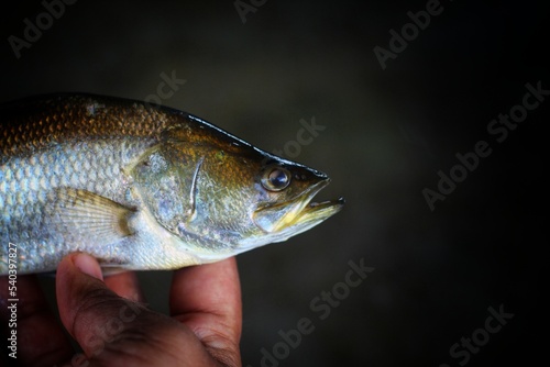 delicious asian seabass in hand in nice dark background HD