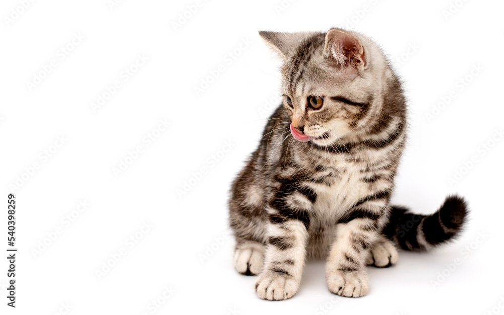 Obraz premium Purebred marble British teenage cat color black marble on silver on a white background. The kitten is sitting on a white table with its tongue sticking out