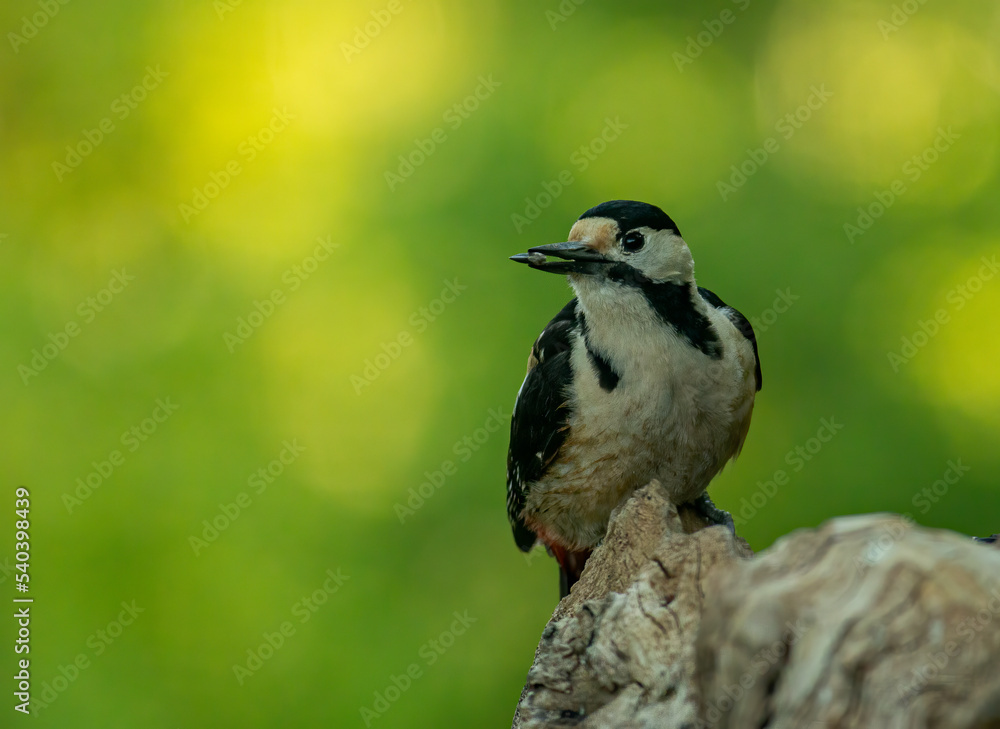 Obraz premium Great Spotted Woodpecker (Dendrocopos major) in forest