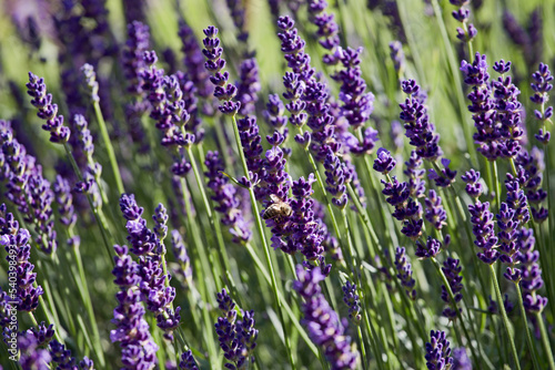 bl  hender Lavendel mit Biene