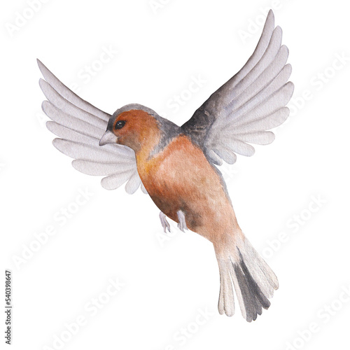 Watercolor illustration of a cartoon bird, finch, isolated