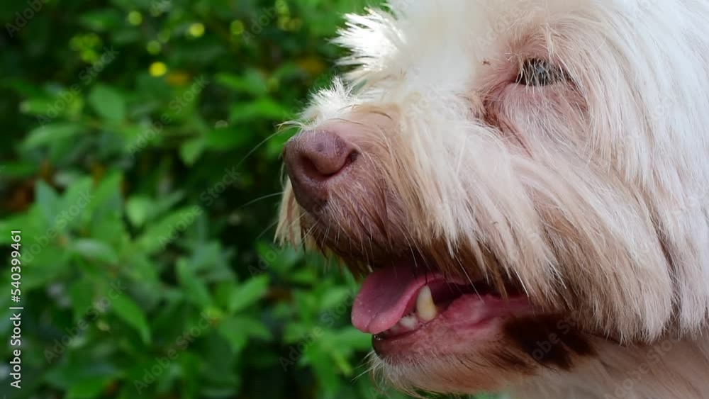 cute white dog close-up in park green leaf background cute white dog close-up in park green leaf background