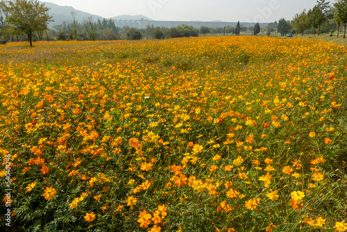 field of yellow flowers