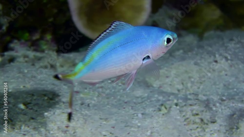 A brightly colored Suez Fusilier (Caesio suevica) swims slowly in front of the camera, close-up. Night shooting. photo