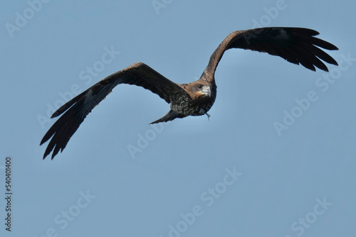 black kite in flight