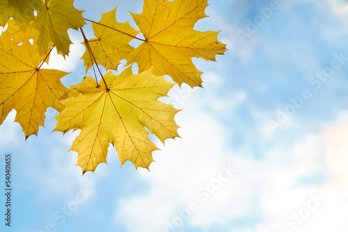 Maple autumn yellow leaves against a blue sky