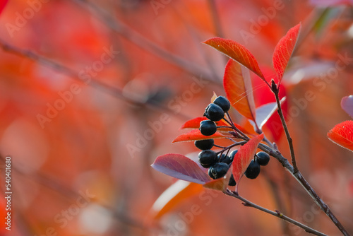 Red leaves and black berries © Susanna