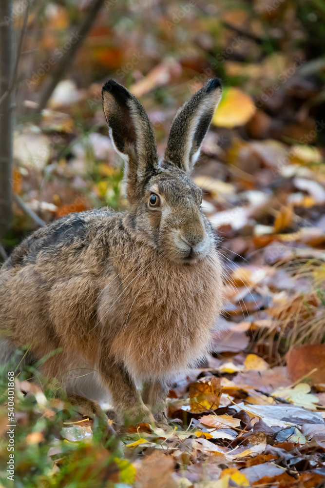 Fototapeta premium rabbit in the woods