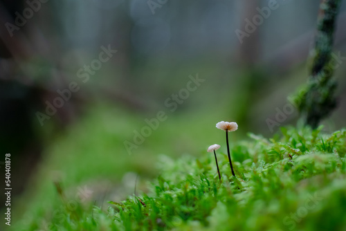 mushrooms at forest