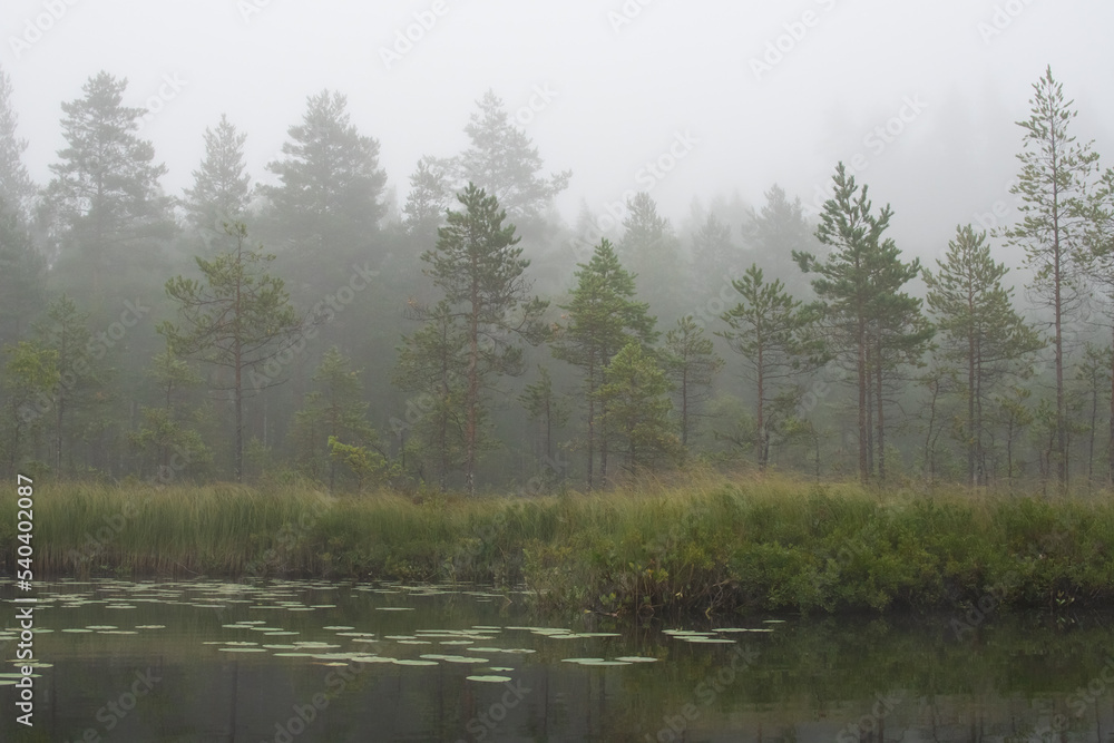 Obraz premium lake in the woods