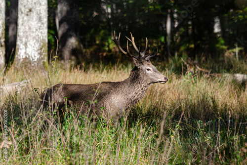 deer in the woods © jeanluc