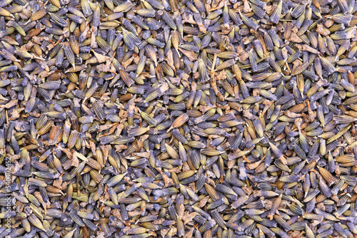 Dried lavender flowers (Lavandula angustifolia) ,famous for its unique and highly aromatic fragrance. Used as a medicinal and ornamental plant, for cosmetics and perfumes. Close up, top view