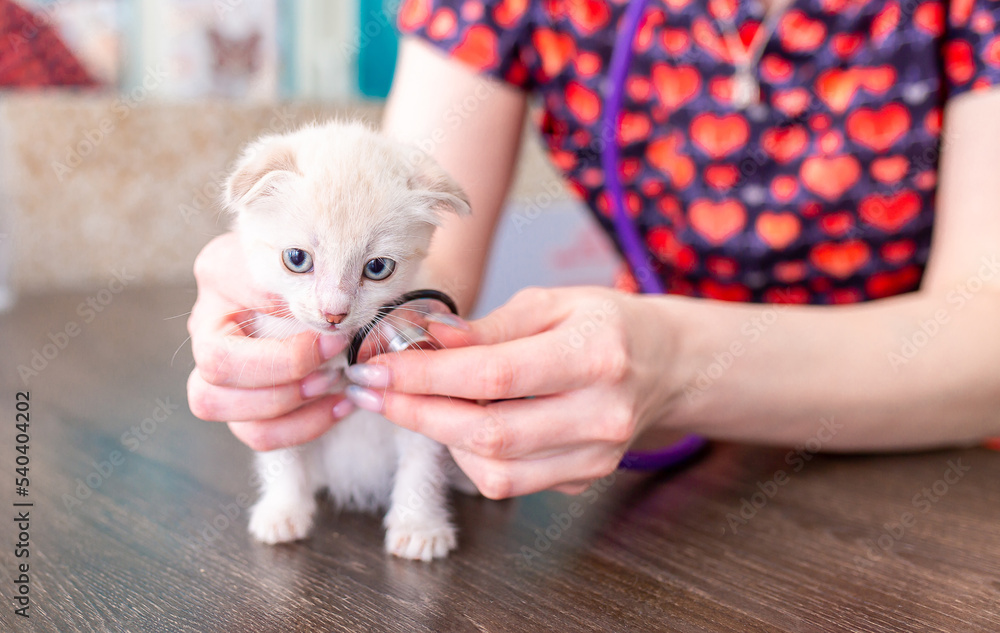 Veterinarian examines a kitten in a veterinary clinic. The doctor checks the cat with a stethoscope before vaccination and chipping. Animal health care.