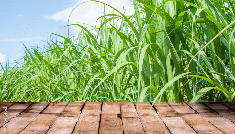 Beautiful wooden floor and sugar cane field nature background, agriculture product standing showcase background Beautiful wooden floor and sugar cane field nature background, agriculture product standing showcase background